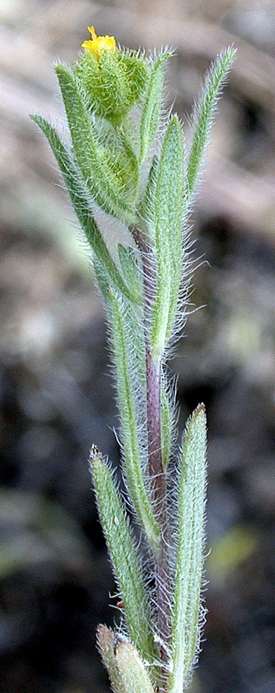 Flora of Eastern Washington Image: Madia exiqua
