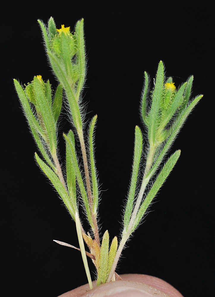 Flora of Eastern Washington Image: Madia exiqua