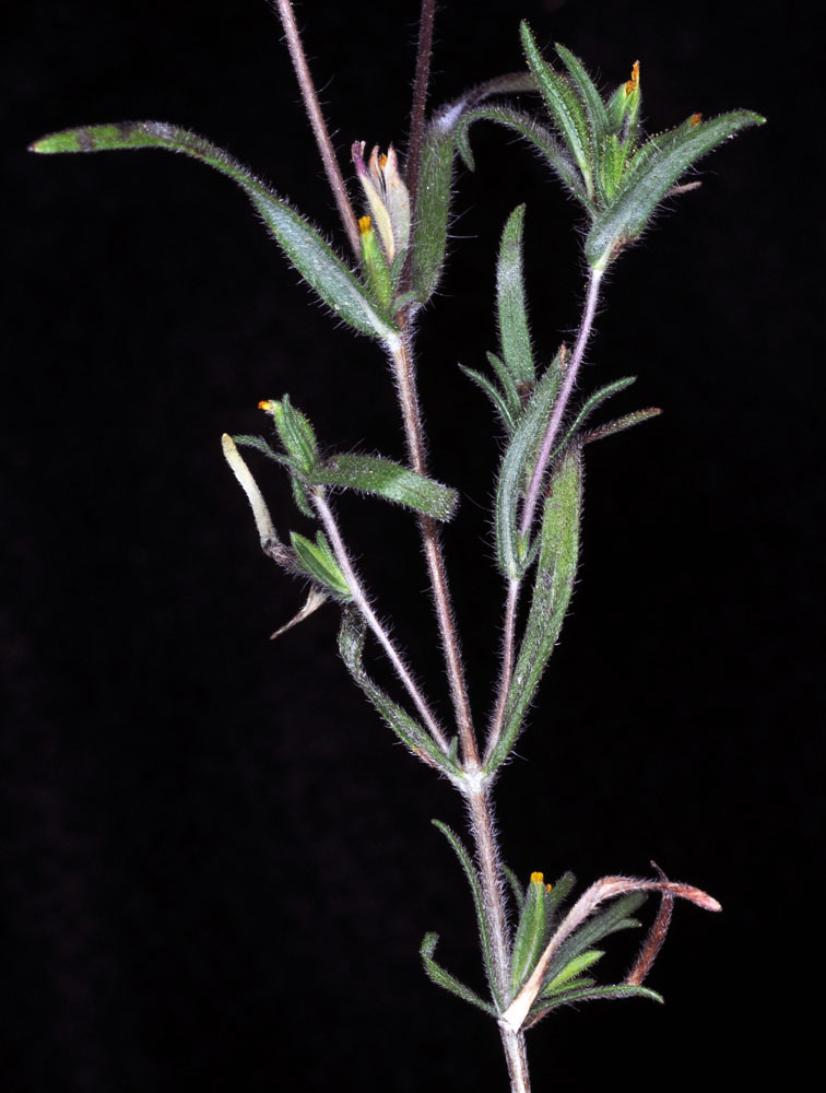 Flora of Eastern Washington Image: Madia glomerata