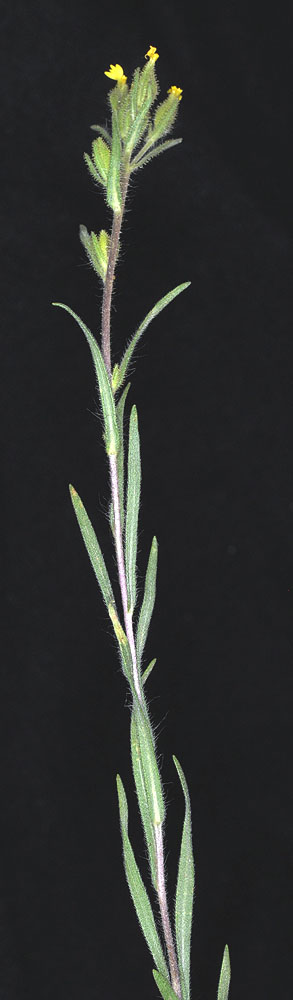 Flora of Eastern Washington Image: Madia glomerata
