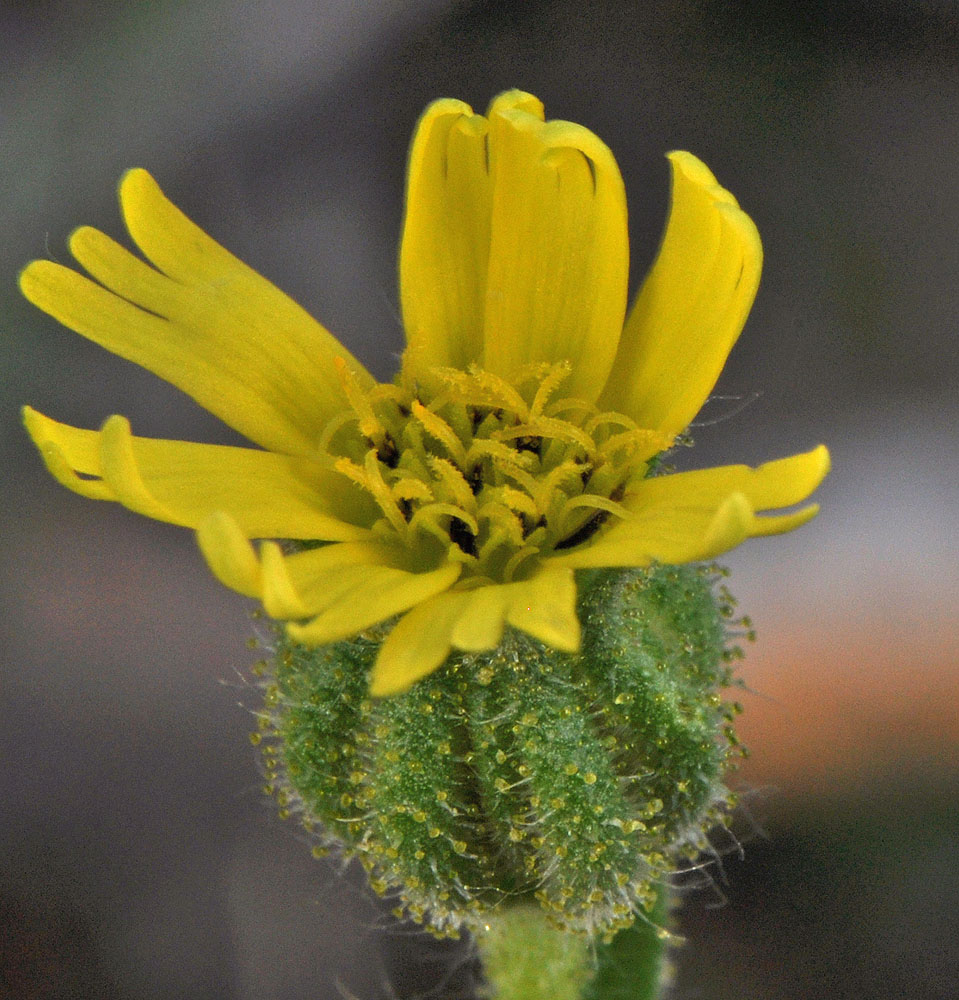 Flora of Eastern Washington Image: Madia gracilis