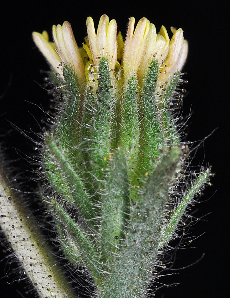 Flora of Eastern Washington Image: Madia sativa