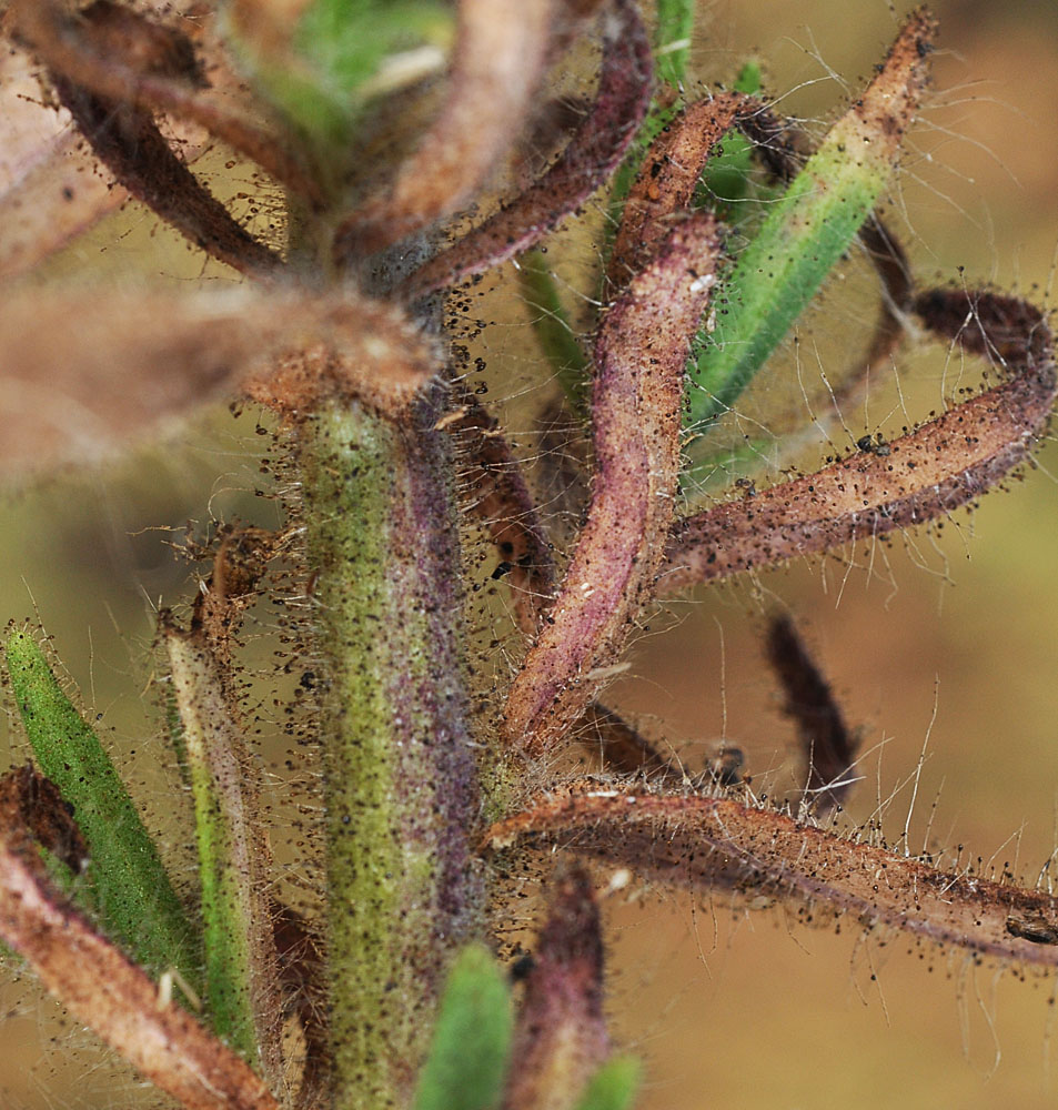 Flora of Eastern Washington Image: Madia sativa