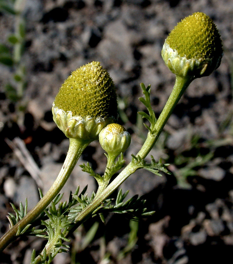 Flora of Eastern Washington Image: Matricaria discoidea