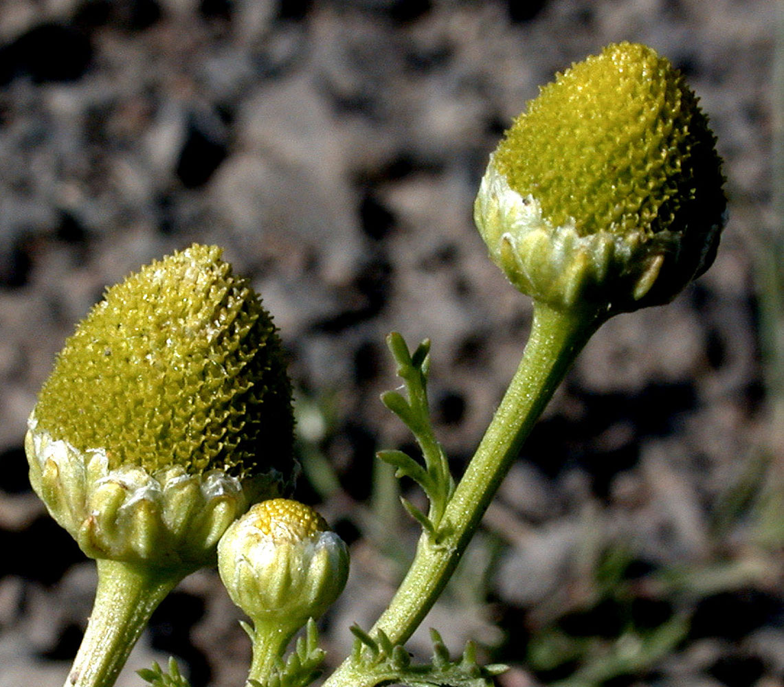 Flora of Eastern Washington Image: Matricaria discoidea