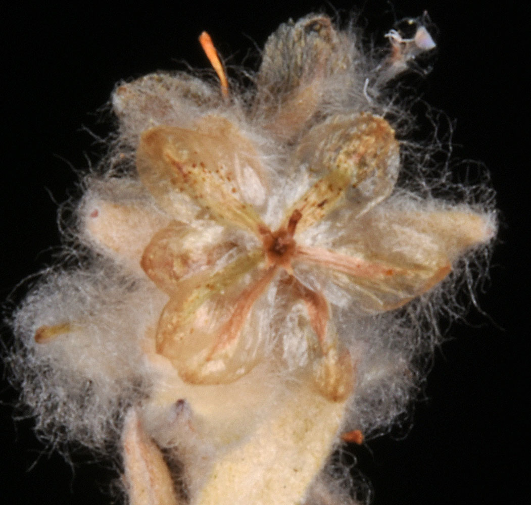 Flora of Eastern Washington Image: Micropus californicus