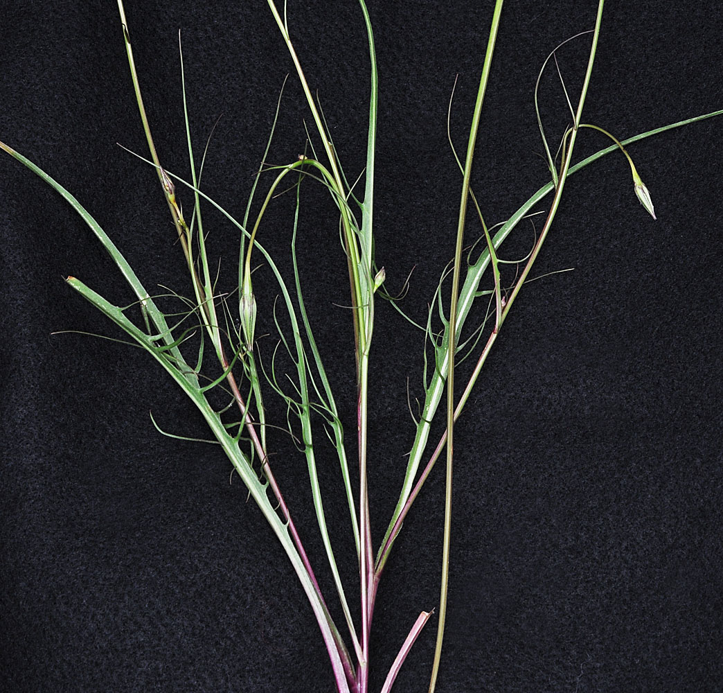 Flora of Eastern Washington Image: Microceris nutans