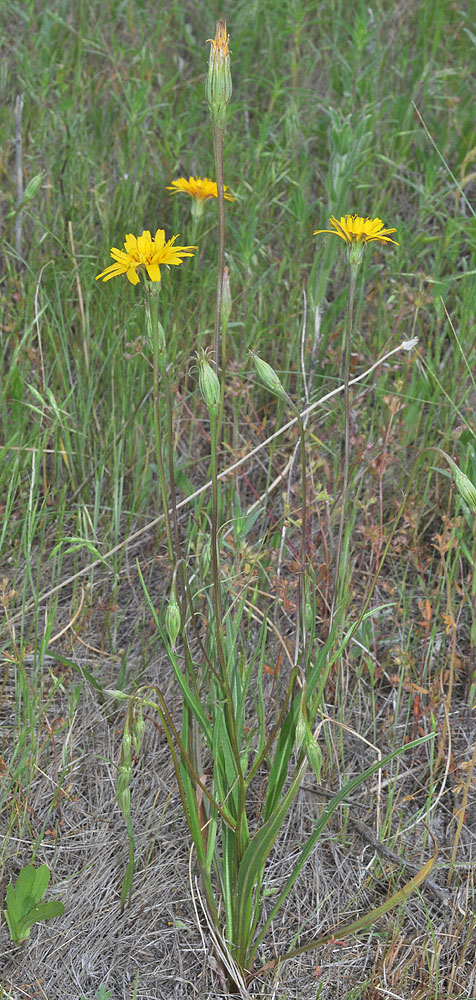 Flora of Eastern Washington Image: Microceris nutans