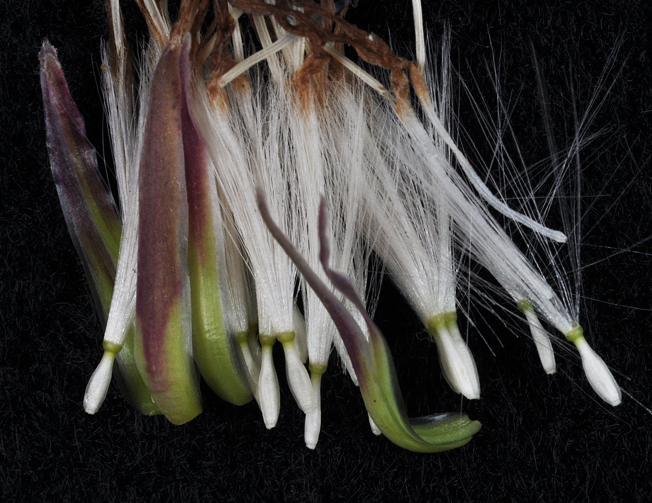 Flora of Eastern Washington Image: Lactuca tatarica