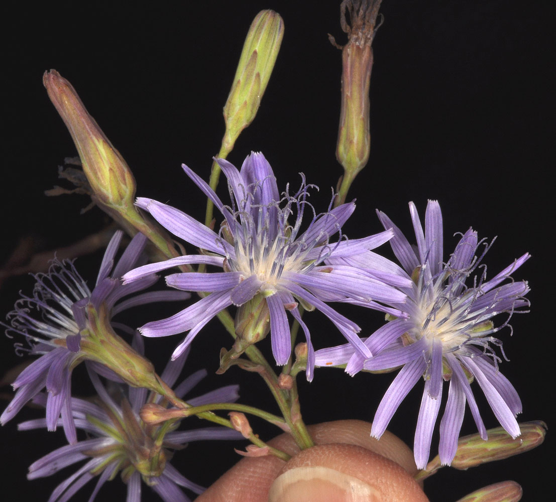 Flora of Eastern Washington Image: Lactuca tatarica