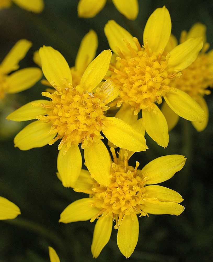 Flora of Eastern Washington Image: Nestotus stenophyllus
