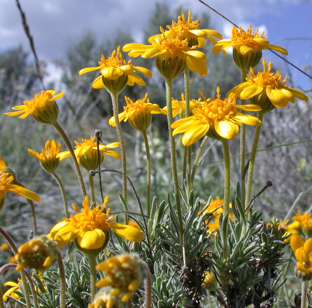 Flora of Eastern Washington Image: Nestotus stenophyllus