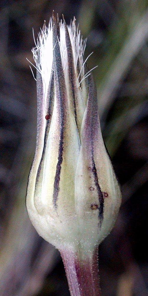 Flora of Eastern Washington Image: Nothocalais troximoides