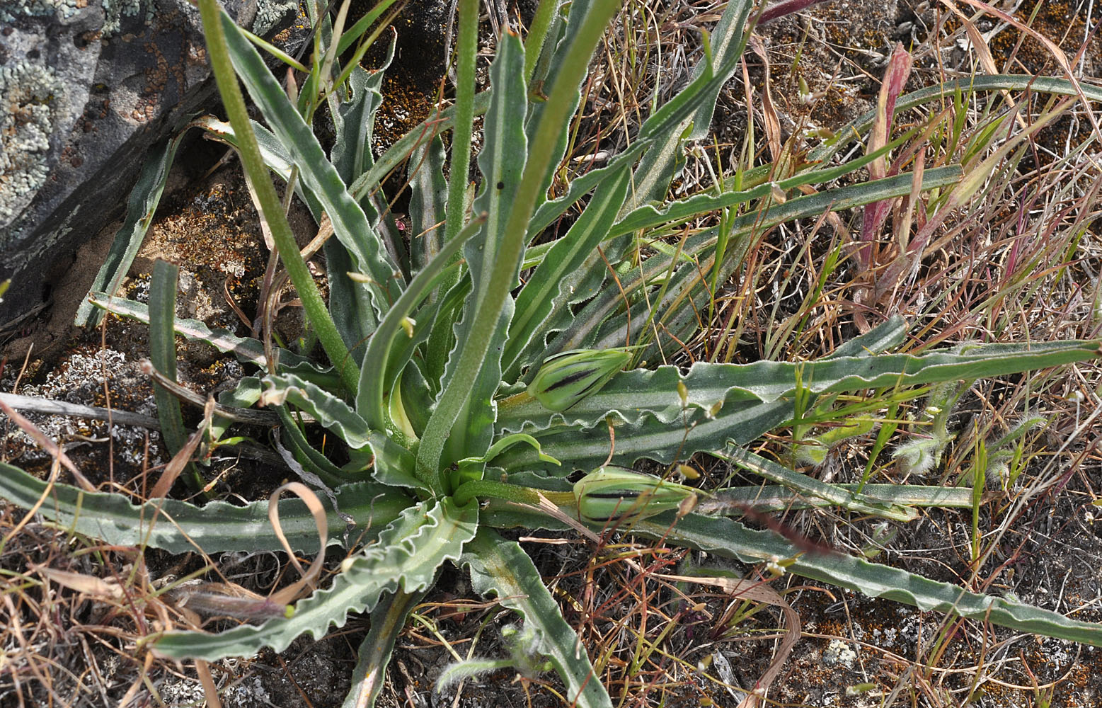Flora of Eastern Washington Image: Nothocalais troximoides