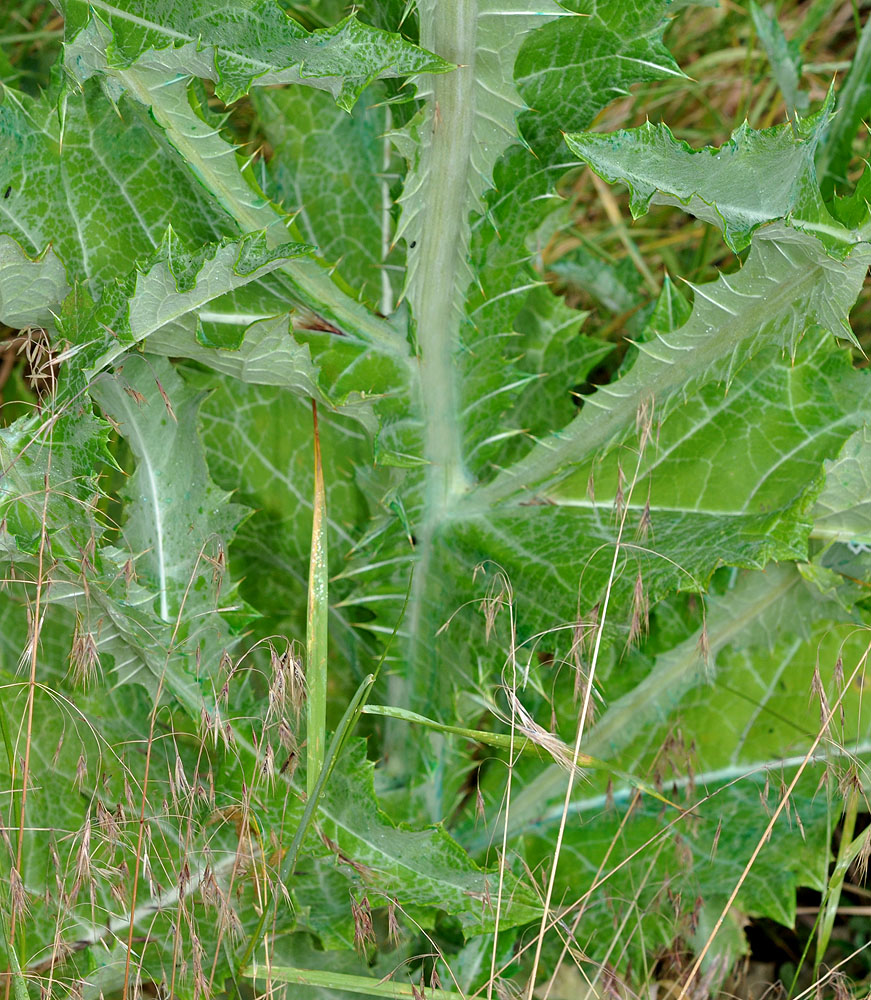 Flora of Eastern Washington Image: Onopordum acanthium