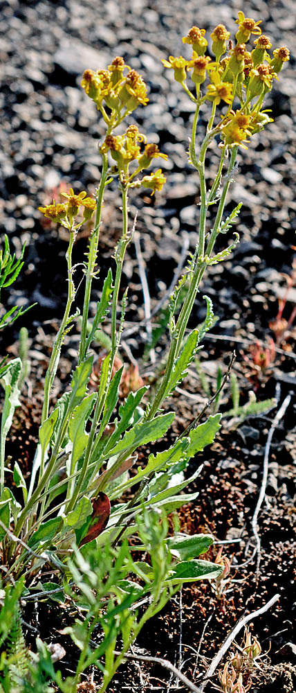 Flora of Eastern Washington Image: Packera cana