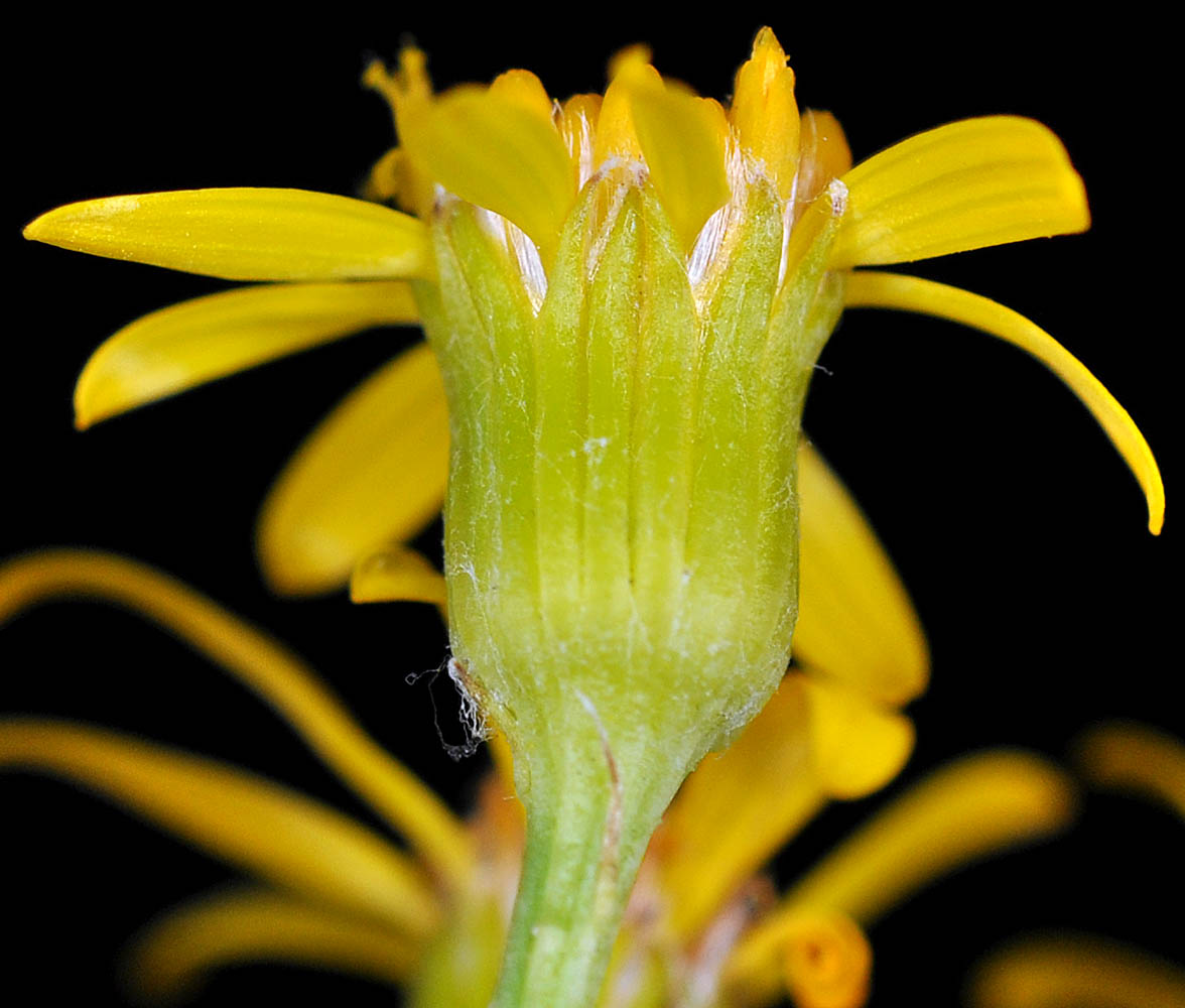 Flora of Eastern Washington Image: Packera cana
