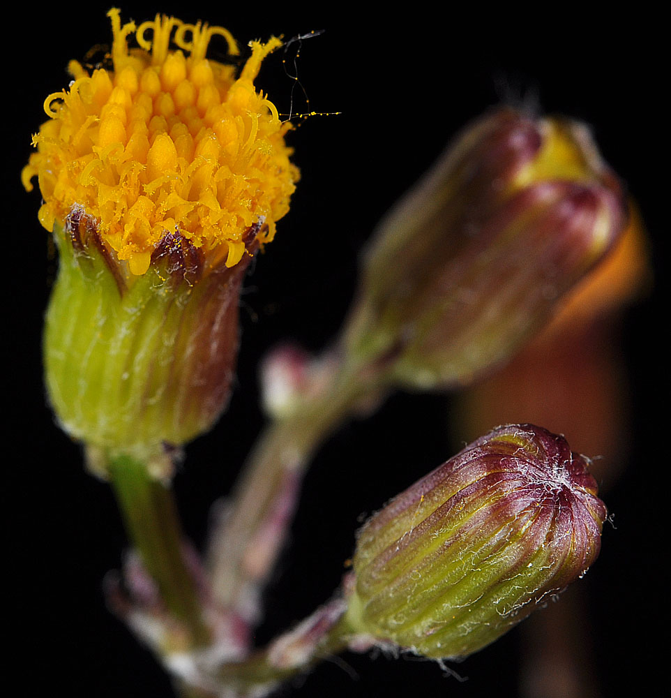 Flora of Eastern Washington Image: Packera indecora