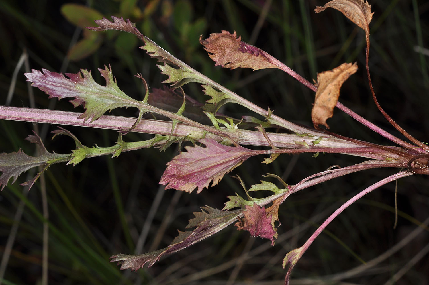 Flora of Eastern Washington Image: Packera indecora