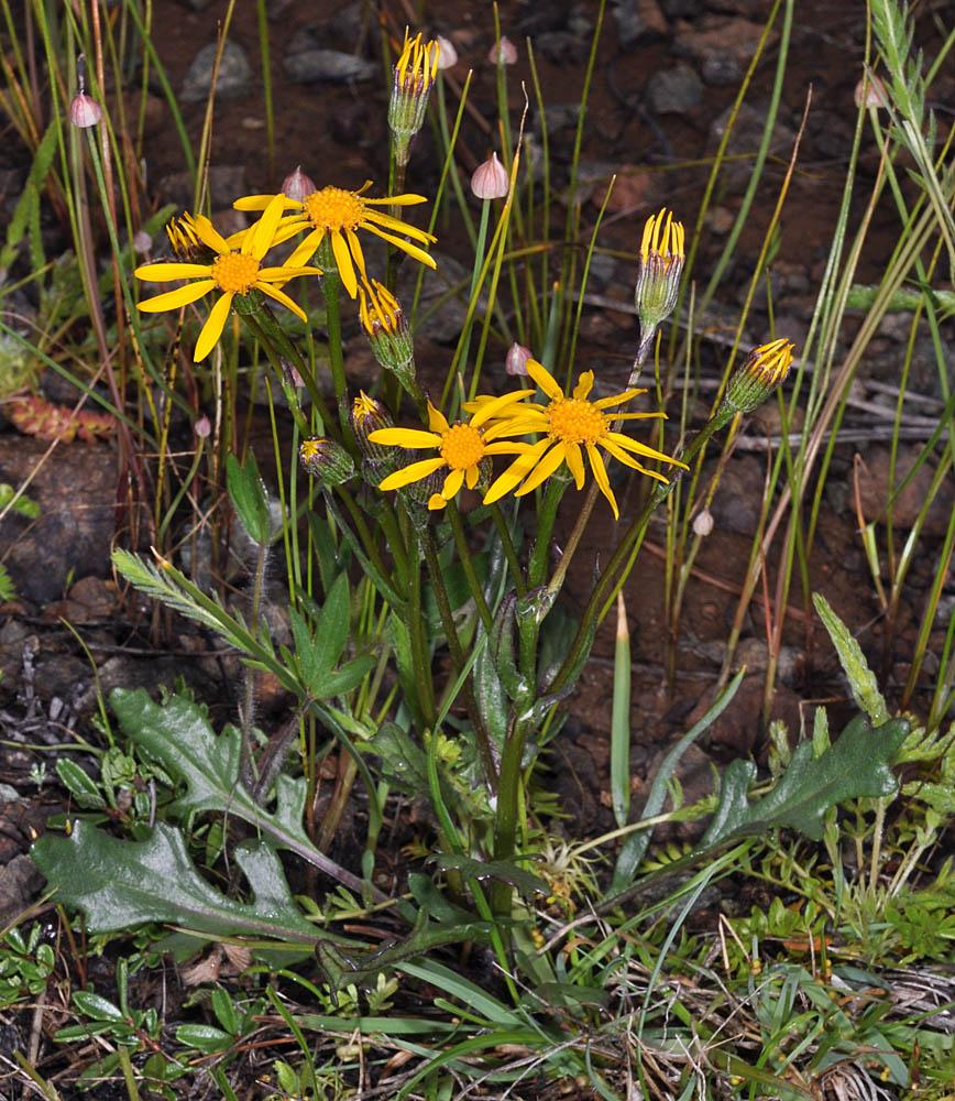 Flora of Eastern Washington Image: Packera streptanthifolia