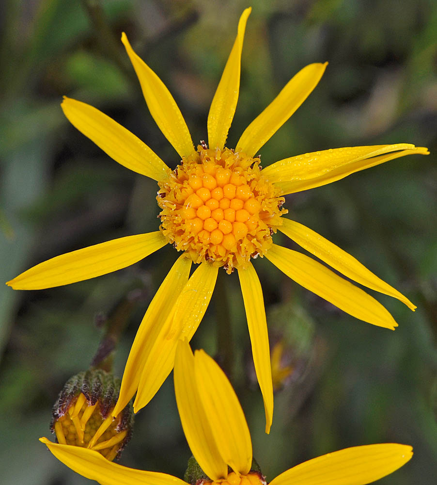 Flora of Eastern Washington Image: Packera streptanthifolia