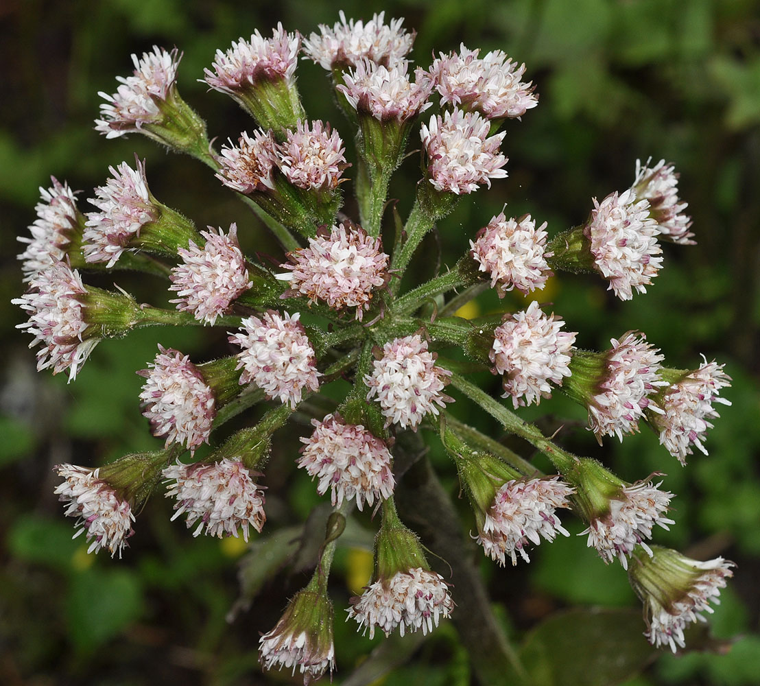 Flora of Eastern Washington Image: Petasites frigidus
