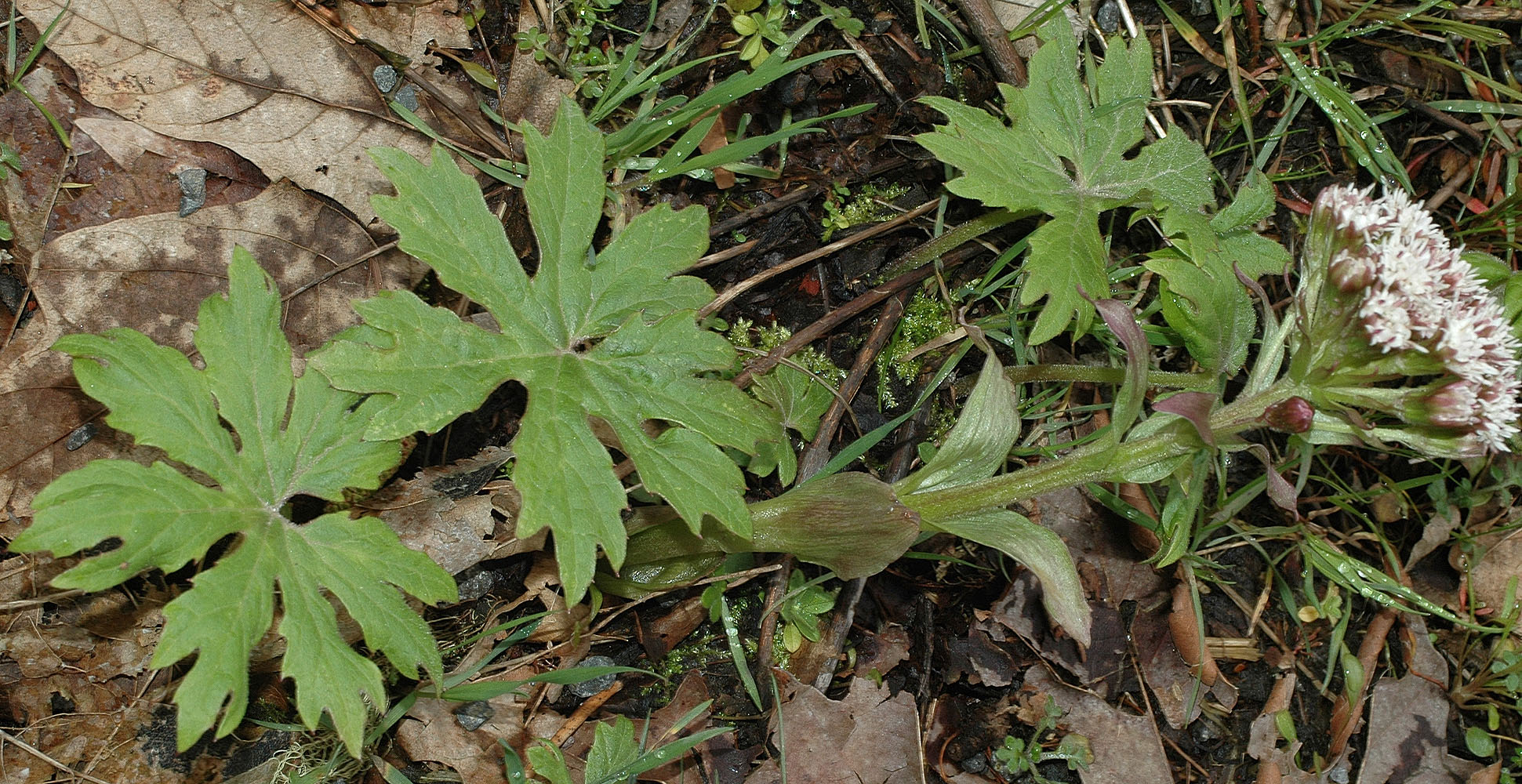 Flora of Eastern Washington Image: Petasites frigidus