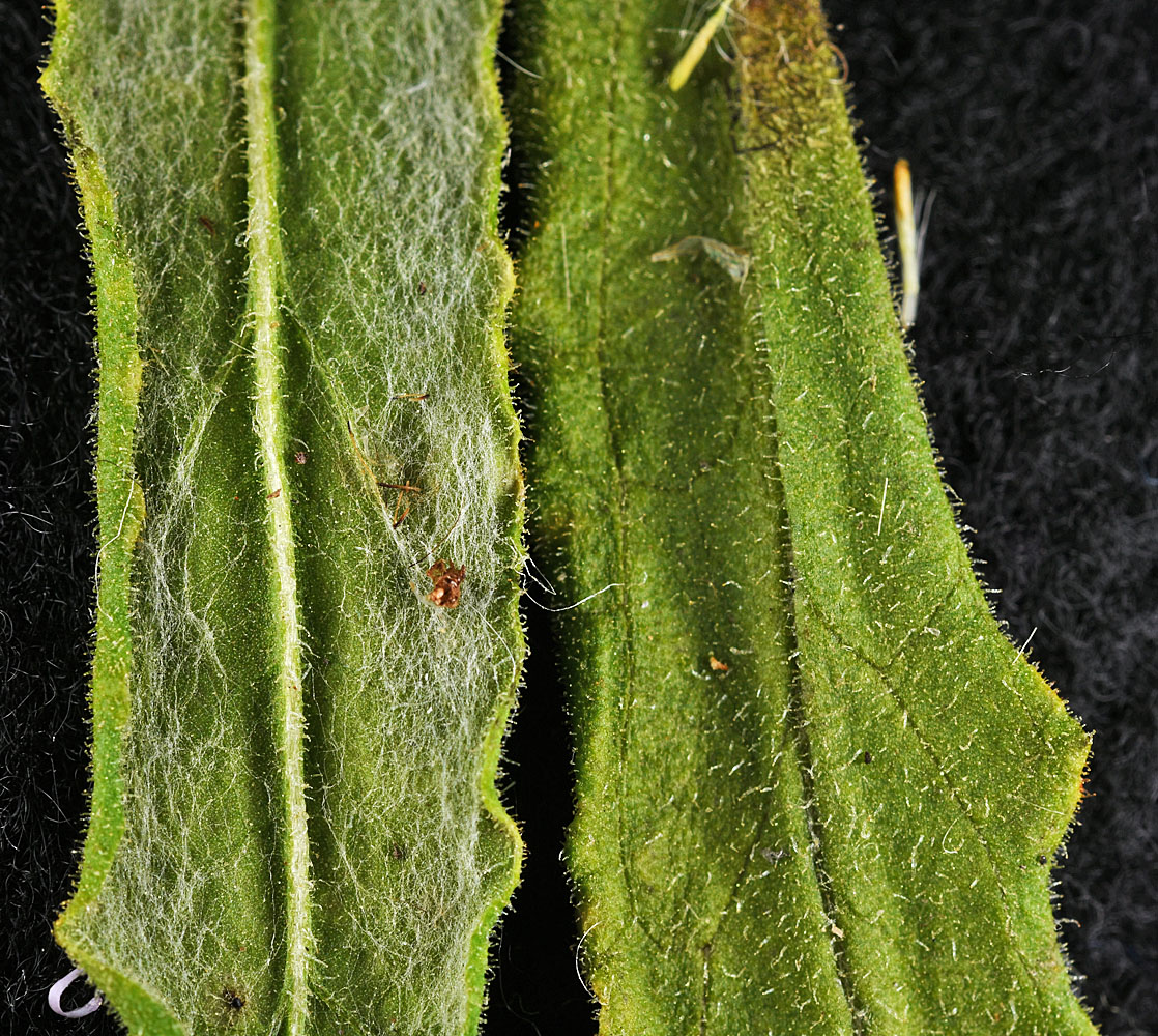Flora of Eastern Washington Image: Pseudognaphalium macounii