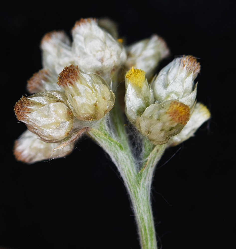 Flora of Eastern Washington Image: Pseudognaphalium macounii
