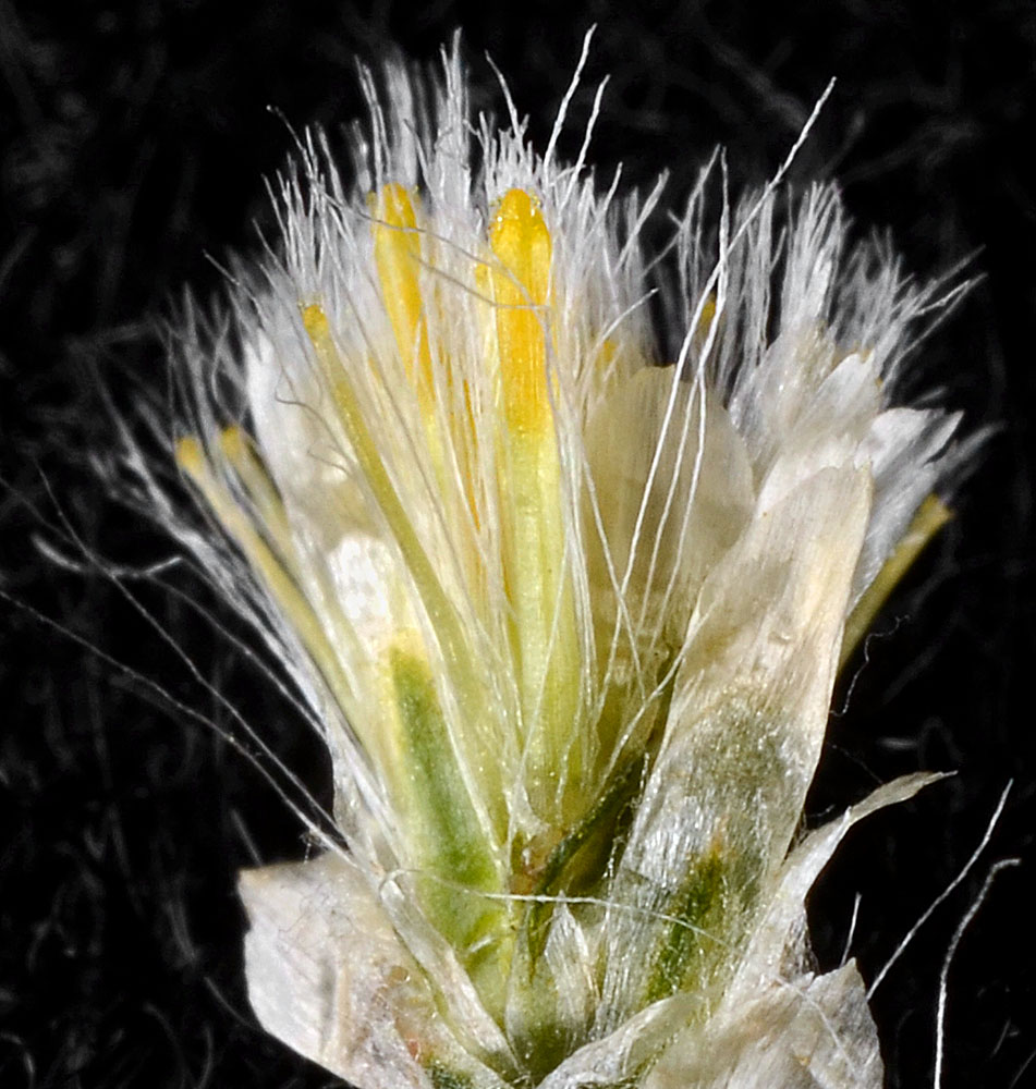 Flora of Eastern Washington Image: Pseudognaphalium thermale