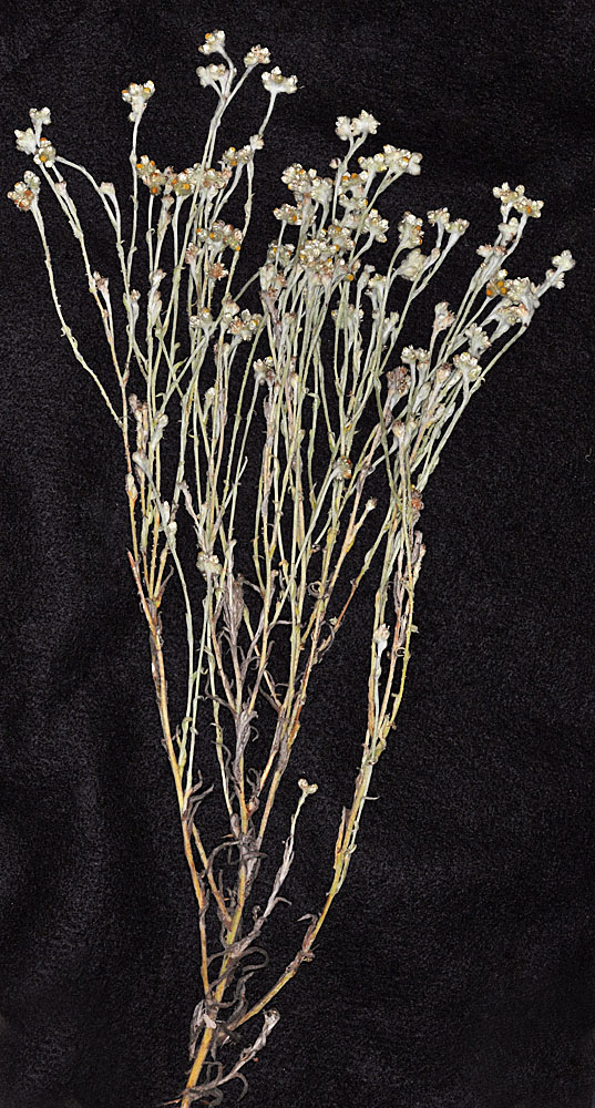 Flora of Eastern Washington Image: Pseudognaphalium thermale