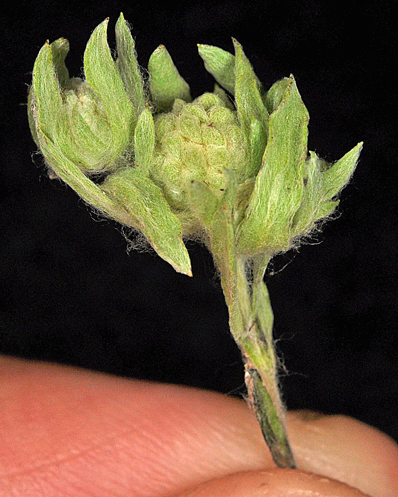 Flora of Eastern Washington Image: Psilocarphus elatior
