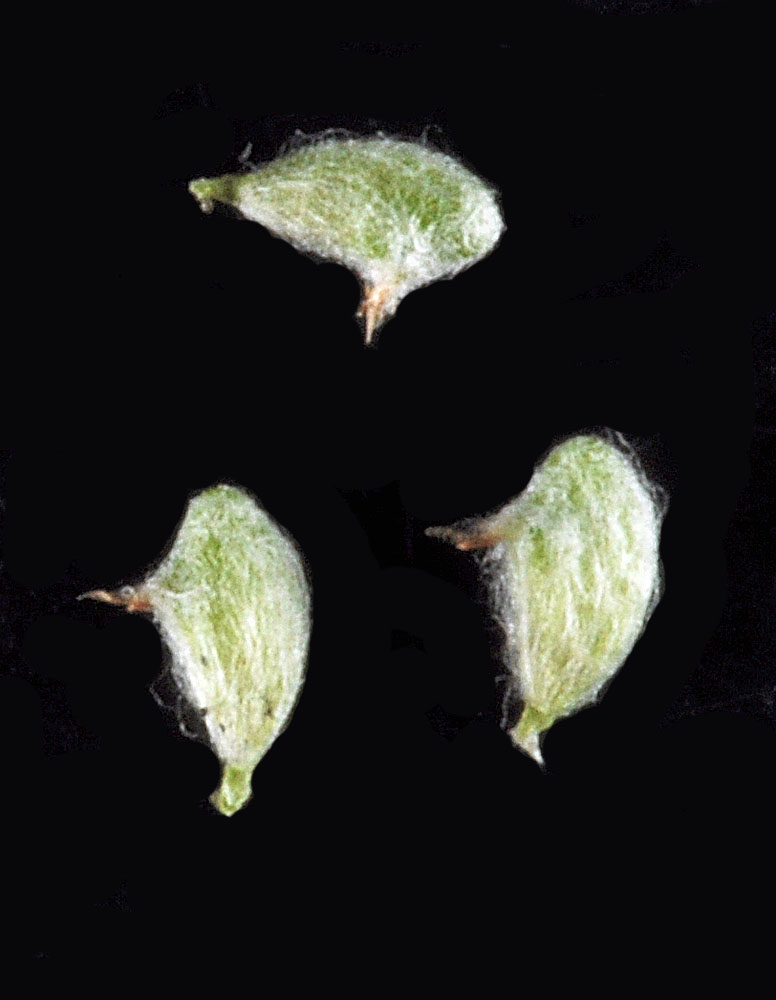 Flora of Eastern Washington Image: Psilocarphus oregonus