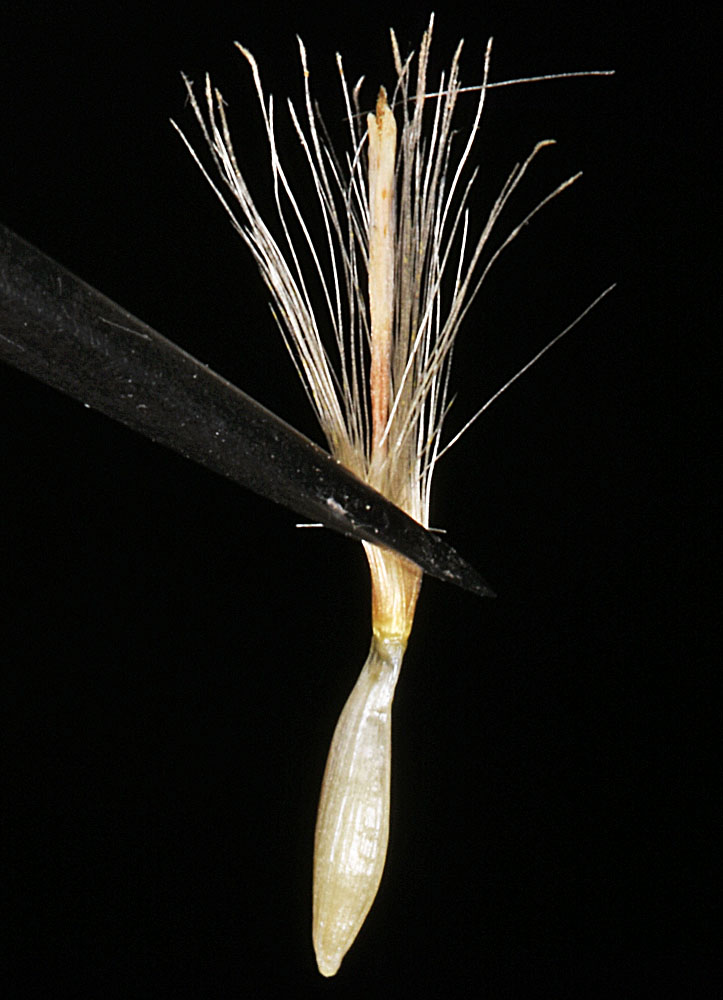 Flora of Eastern Washington Image: Pyrrocoma carthamoides