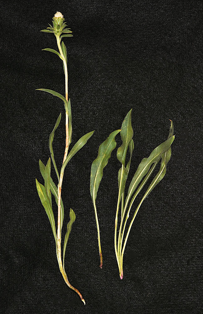 Flora of Eastern Washington Image: Pyrrocoma carthamoides