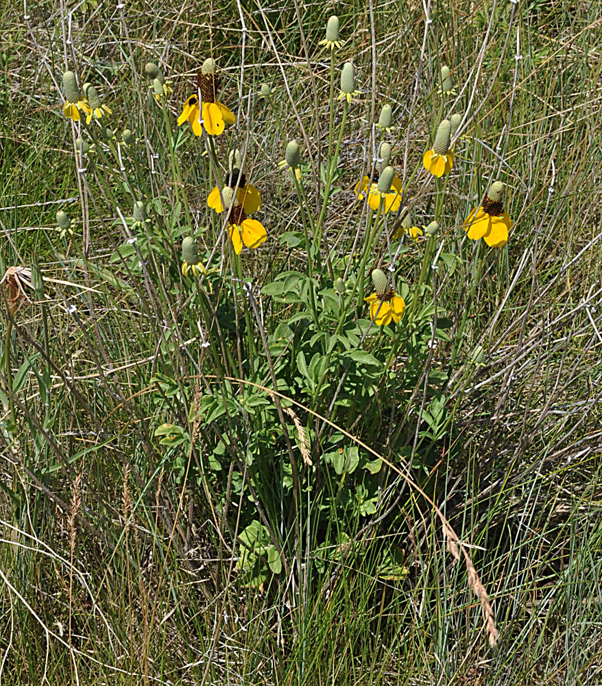 Flora of Eastern Washington Image: Ratibida columnifera