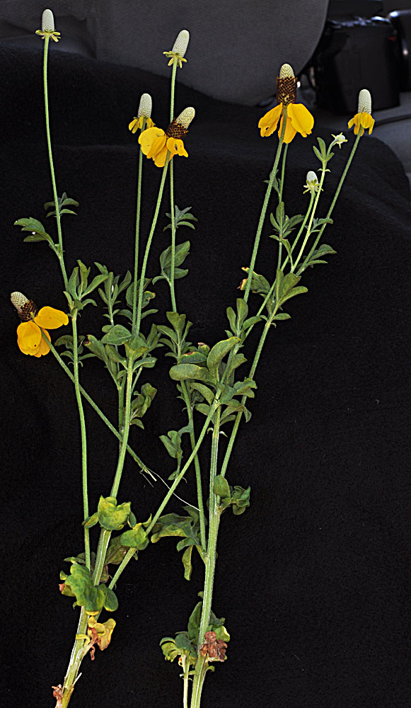 Flora of Eastern Washington Image: Ratibida columnifera