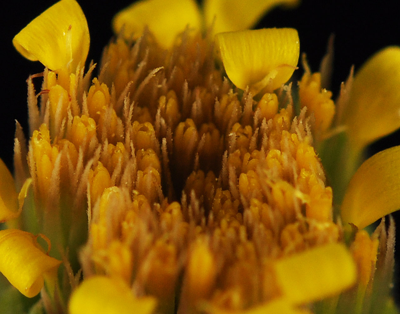 Flora of Eastern Washington Image: Rigiopappus leptocladus