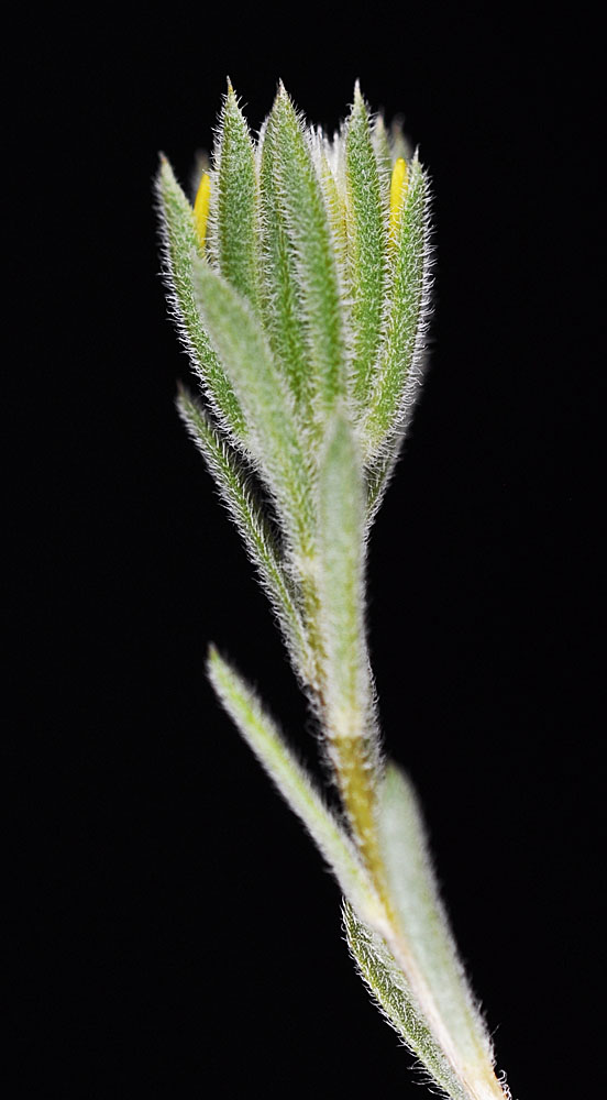Flora of Eastern Washington Image: Rigiopappus leptocladus