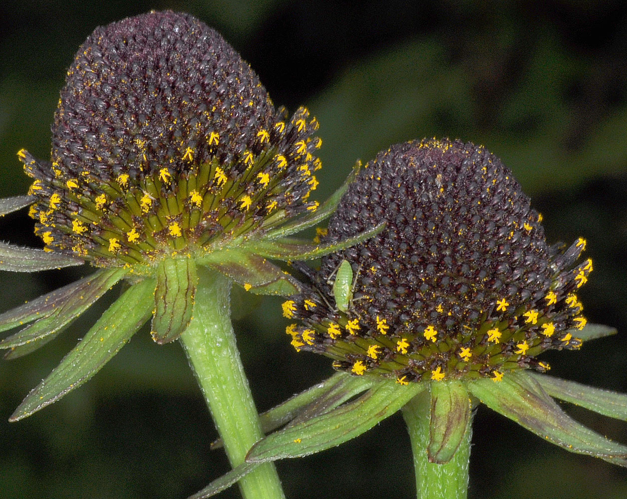 Flora of Eastern Washington Image: Rudbeckia occidentalis