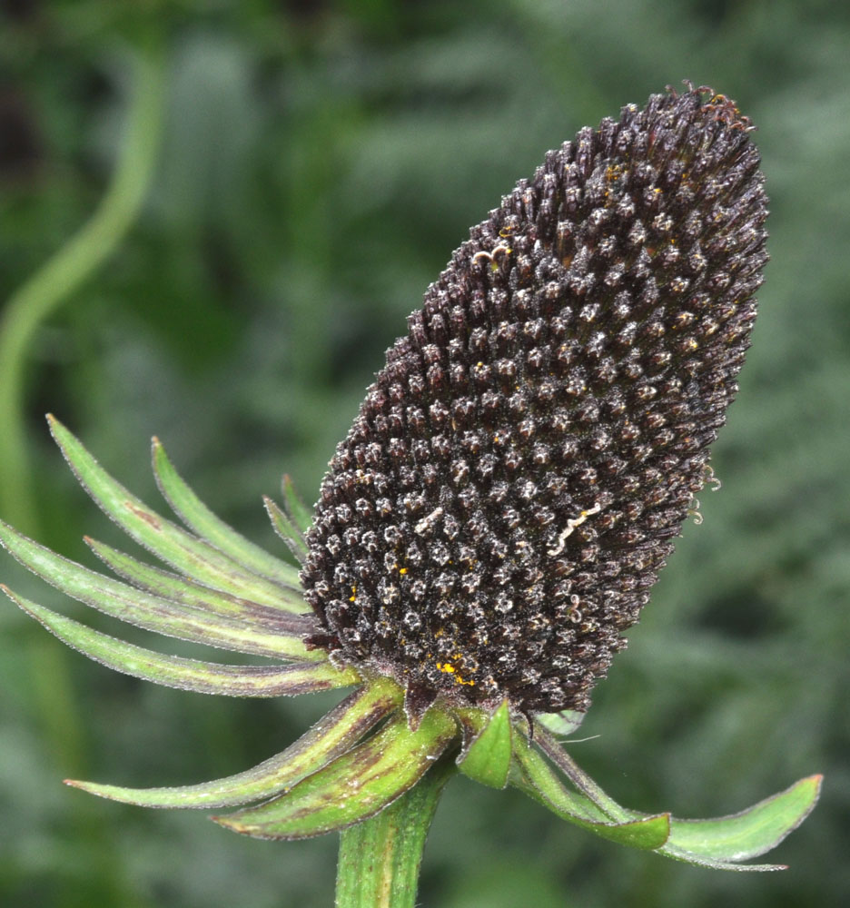 Flora of Eastern Washington Image: Rudbeckia occidentalis