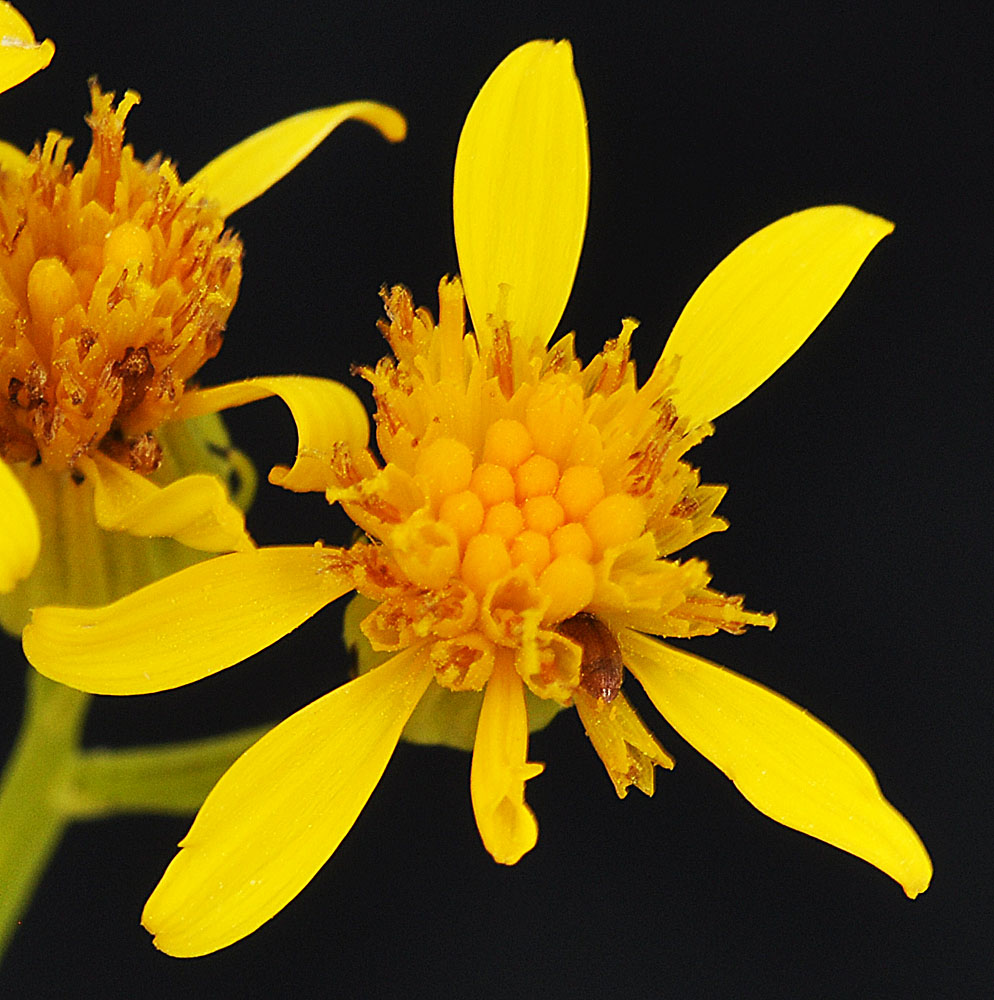 Flora of Eastern Washington Image: Senecio hydrophilus