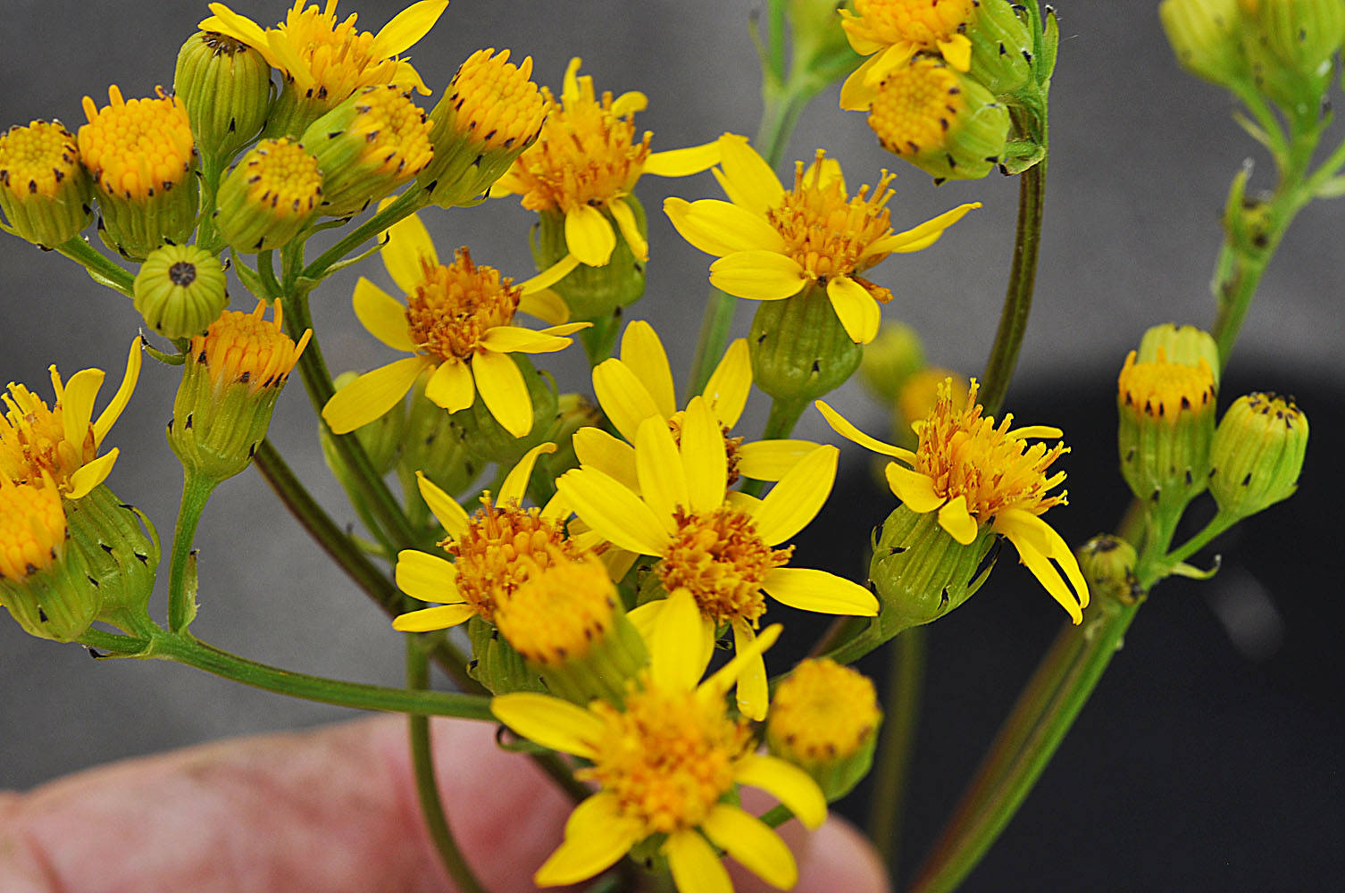 Flora of Eastern Washington Image: Senecio hydrophilus