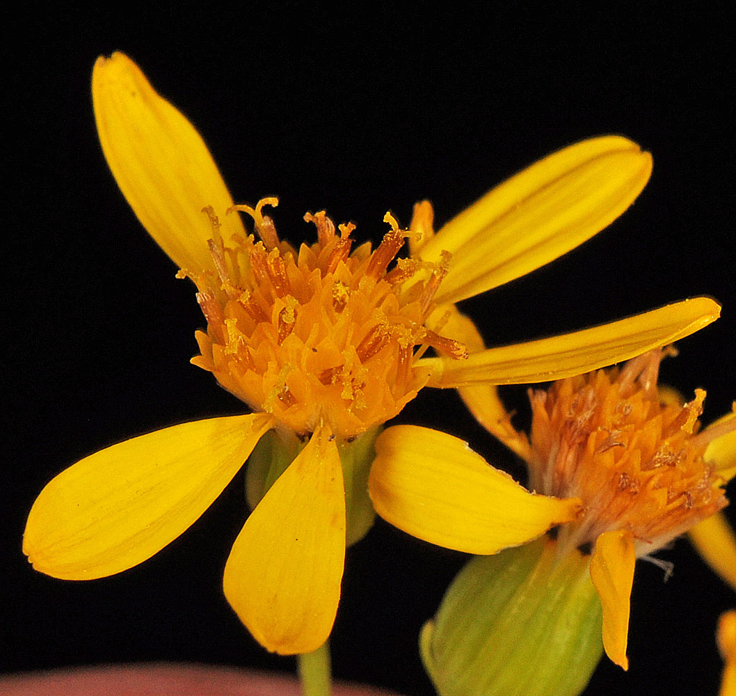 Flora of Eastern Washington Image: Senecio hydrophiloides