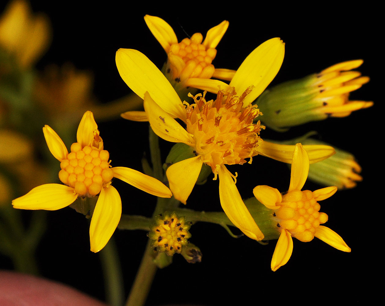 Flora of Eastern Washington Image: Senecio hydrophiloides