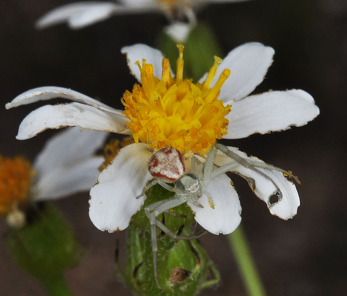 Flora of Eastern Washington Image: Senecio integerrimus