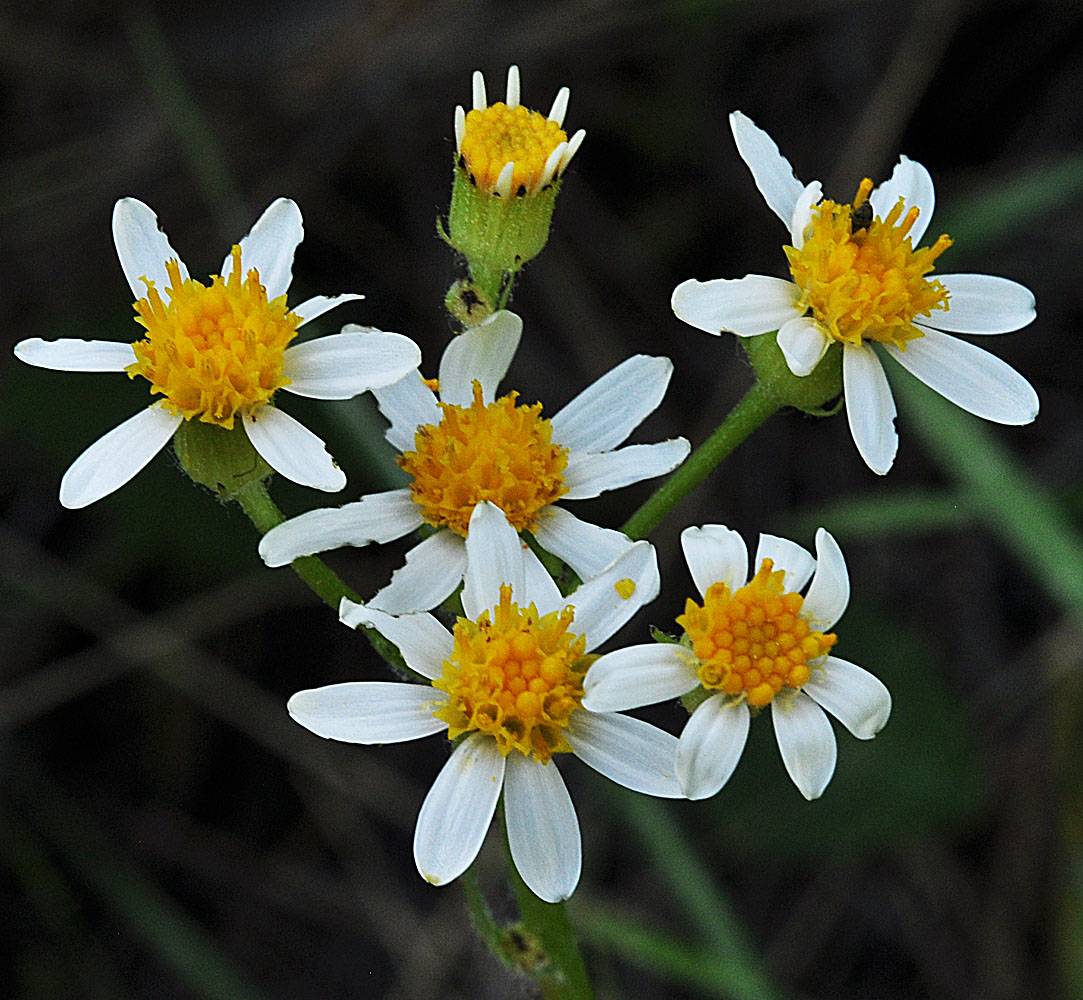 Flora of Eastern Washington Image: Senecio integerrimus