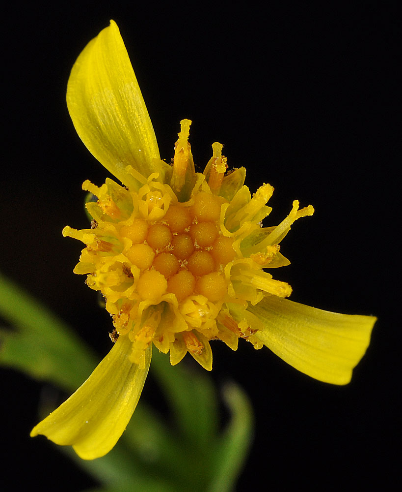Flora of Eastern Washington Image: Senecio serra