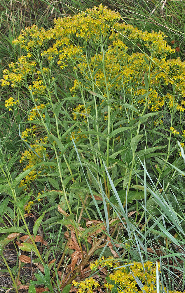 Flora of Eastern Washington Image: Senecio serra