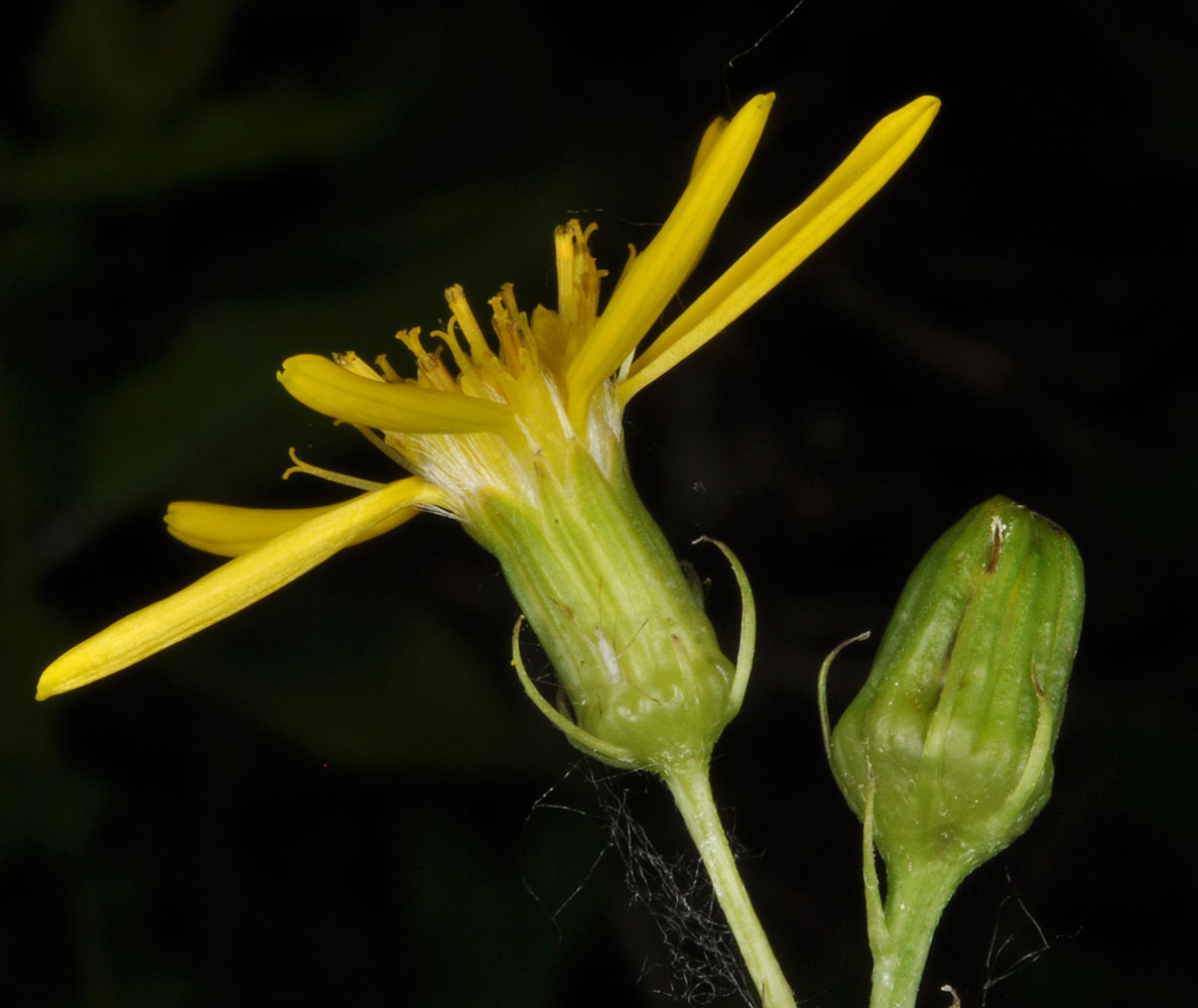 Flora of Eastern Washington Image: Senecio triangularis